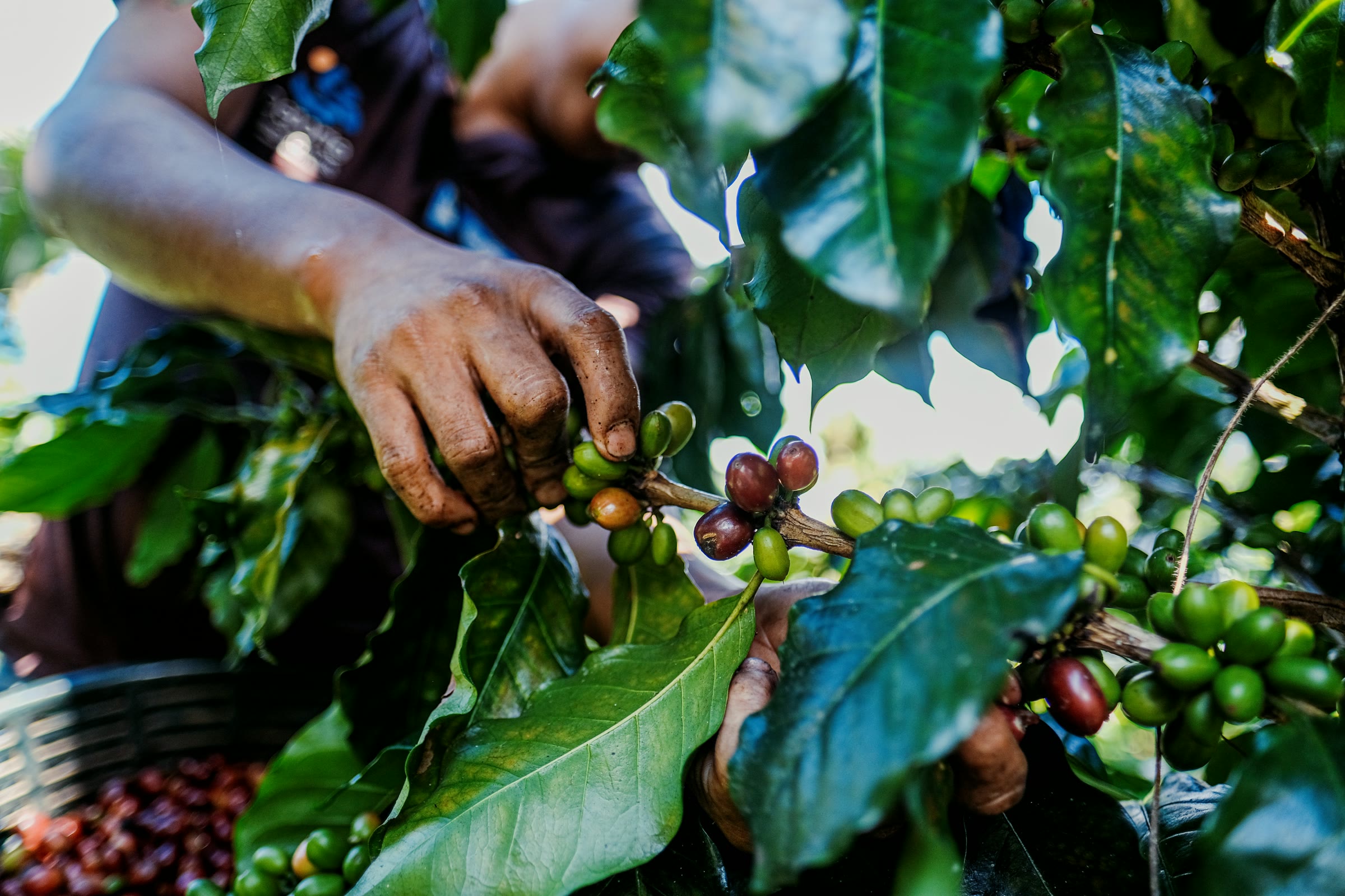 Proceso de tostado de café en finca cafetera